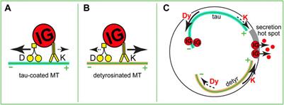 Microtubules in Pancreatic β Cells: Convoluted Roadways Toward Precision